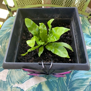 Susan added a photo of their purchase