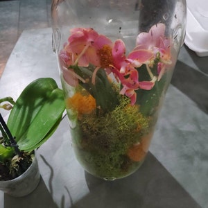 DIY Orchid terrarium | Etsy