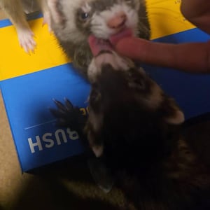 Tresa ha añadido una foto de su compra