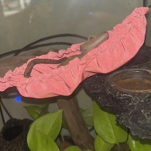 Megan added a photo of their purchase