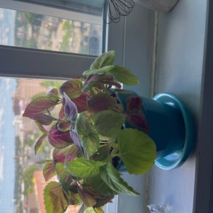 Elaine added a photo of their purchase