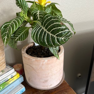 VaLorie added a photo of their purchase