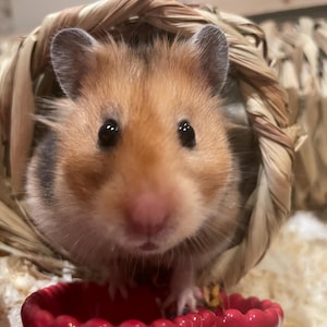 isabela ha añadido una foto de su compra