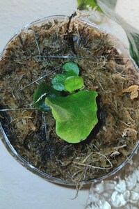 Platycerium Neptune tissue culture (ALL PLANTS require you to purchase 2 plants!)