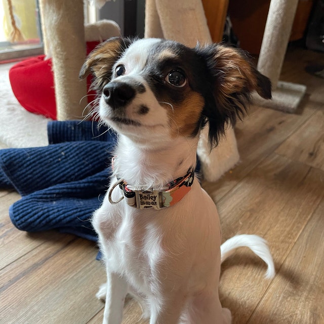 MuttsnBones Unique Dog Collars Leashes and More by MuttsnBones