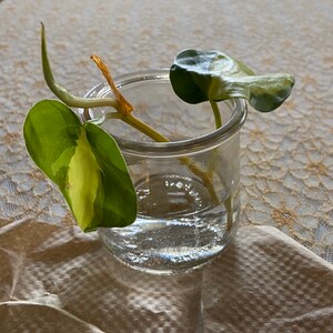 wilperk added a photo of their purchase