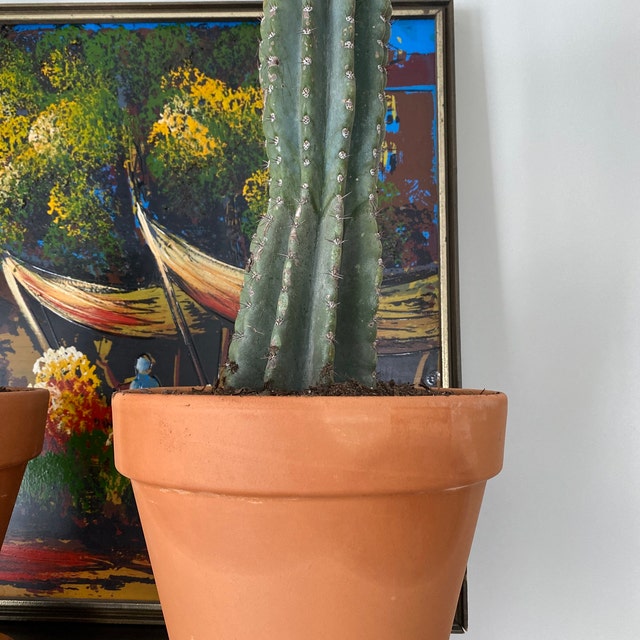 Peruvian Apple Cactus, Cereus Repandus, Live Plant - Etsy 日本