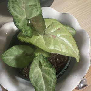 Ashleigh hat ein Foto des gekauften Artikels hinzugefügt