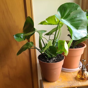 denika added a photo of their purchase