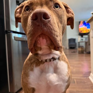 Baylee a ajouté une photo de son achat