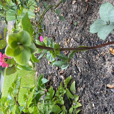 Rome in Red Lenten Rose Perennial. Stunning Colors. - Etsy