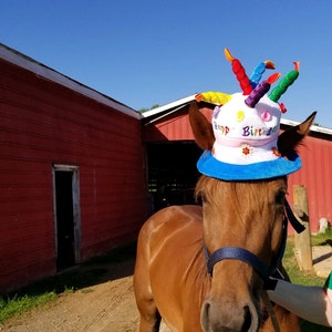 Birthday Hat for Horse or Pony with Candles Soft Equine | Etsy