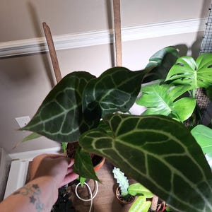 Brittany added a photo of their purchase