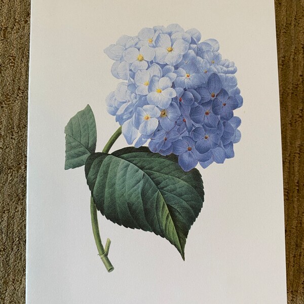 Blue Hydrangea Card Set . Watercolor Flower Note Cards . Floral ...