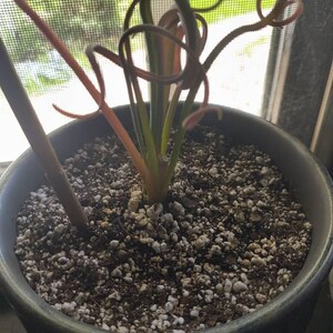 Albuca Spiralis - Frizzle Sizzle - Curly Grass with Yellow Scented