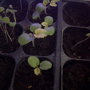 Seiko added a photo of their purchase