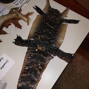 Benjamin adicionaram uma foto da sua compra