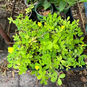 Cheri ha añadido una foto de su compra