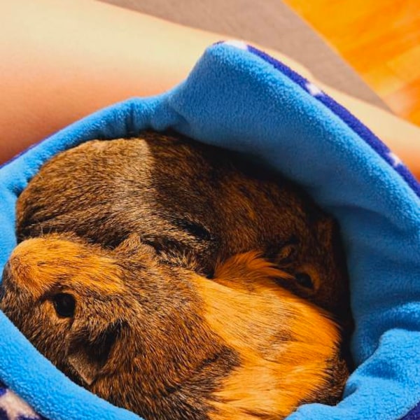 Curated visual reference: Picture Idea: 8 Designs High Quality Polar Fleece Small Animal Pet Guinea