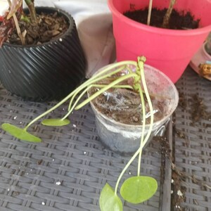 Cindy ha añadido una foto de su compra