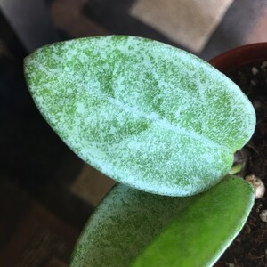 Hoya Carnosa 'nova Ghost' Rare Hoya, Rooted Plant Shipped in Hoya Carnosa 'nova Ghost' Rare Hoya, Rooted Plant Shipped in