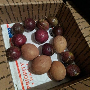 Fresh Sapodilla Nispero 2 Lbs the Actual Fruit  Etsy