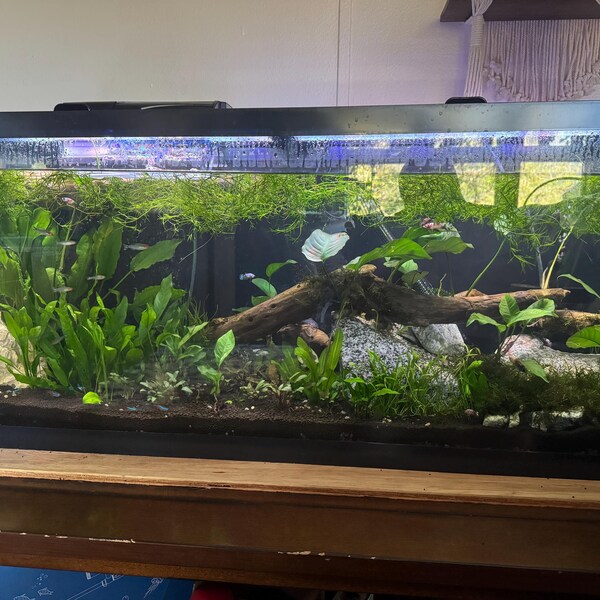 Floating Fish Breeding Mop Live Bearer and Egg Layers Fry Hiding - Etsy