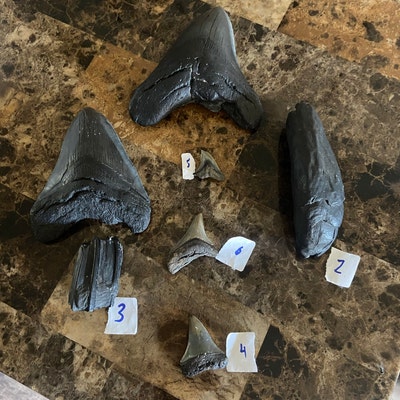 6 Megalodon Teeth the Largest One Measures 4.90 Inches. - Etsy