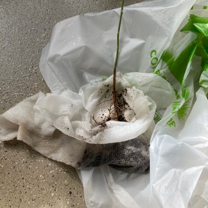 Ayesha added a photo of their purchase