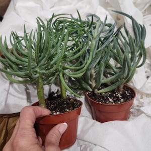 Seneccio Duo Green - Blue Succulent Plant - Etsy