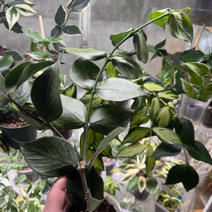 US Seller- Hoya Silver Polyneura Broget Fully Rooted Stable Plant
