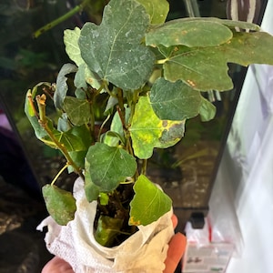 ALFRED added a photo of their purchase