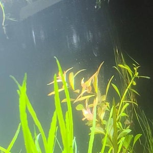 Logan added a photo of their purchase