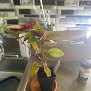 Mary ha añadido una foto de su compra