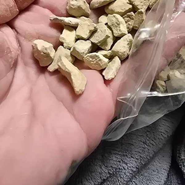 Fire Stick Cactus 6 Inch Sticks on Fire Cactus Tirucalli Live Cacti ...