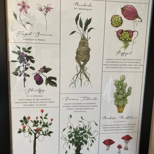 Herbology Chart A3 Print - Etsy UK