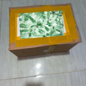 Monstera Deliciosa Electrolight Variegated One Leaf Rooted Node Cutting Rare Indoor Outdoor Gardening/ Planting