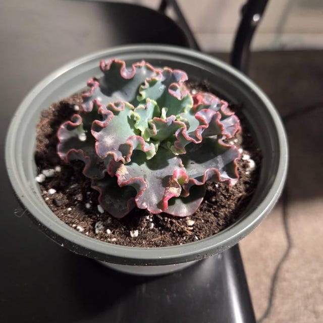 Echeveria Blue Curls, Echeveria Gibbiflora, Rare Succulent, Live