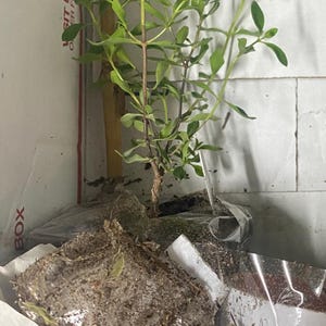 Emerita ha añadido una foto de su compra