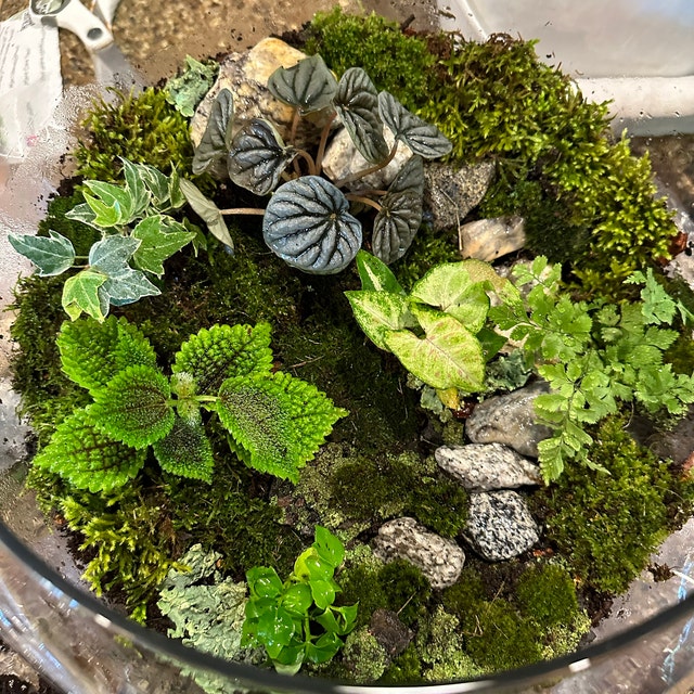 Mini Terrarium Plants (6 Plants) (2 Pots) Fairy Garden Assorted