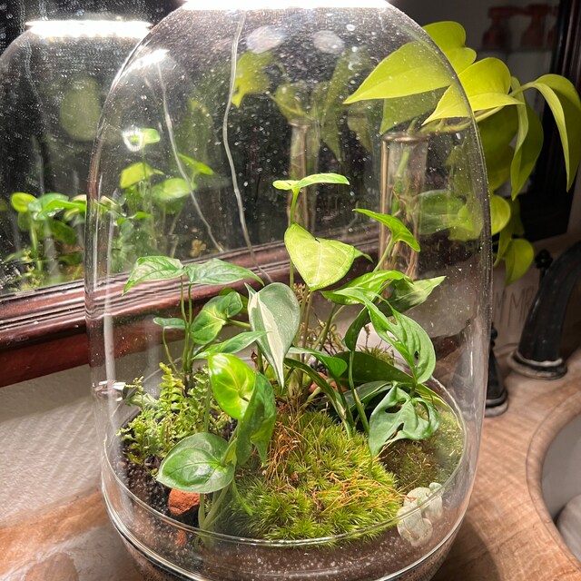 Fog terrarium best sale