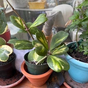 Reverse Variegated Hoya Kerrii 'Sweetheart Hoya' FREE Shipping Available in 4" Pot & 6" Hanging Pot / Air Purifying / Mind Relaxing