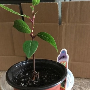 Etsy-koper heeft een foto van de aankoop toegevoegd