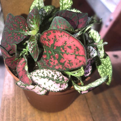 Polka Dot Plants, Hypoestes, Fun Colorful Plants - Etsy