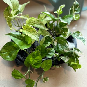Comprador de Etsy ha añadido una foto de su compra