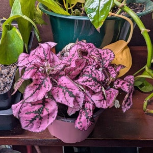Katie added a photo of their purchase