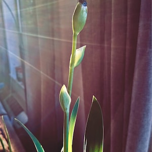 Anna added a photo of their purchase