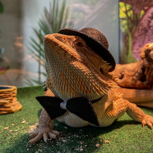 Bearded Dragon Hat and Bow Tie: Formal Reptile Costume - Etsy