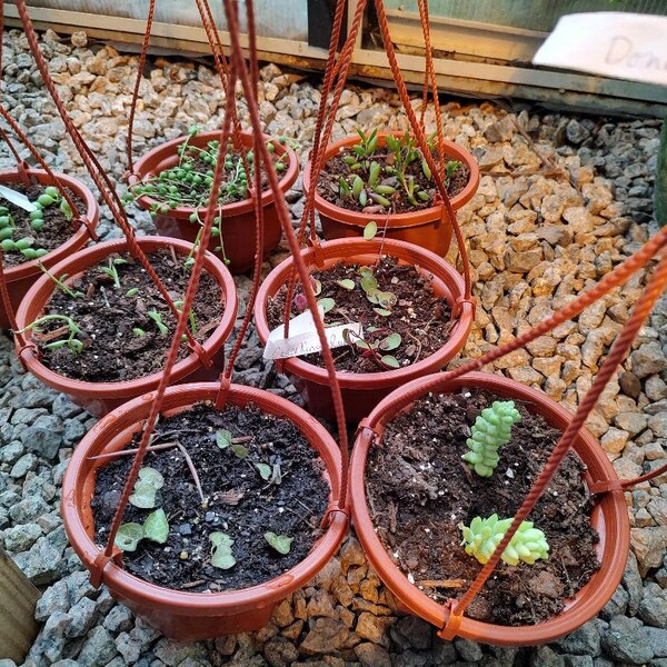 20 Trailing Succulent Strings With 7 Varieties, String of Pearl, String ...