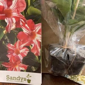 Abigail added a photo of their purchase
